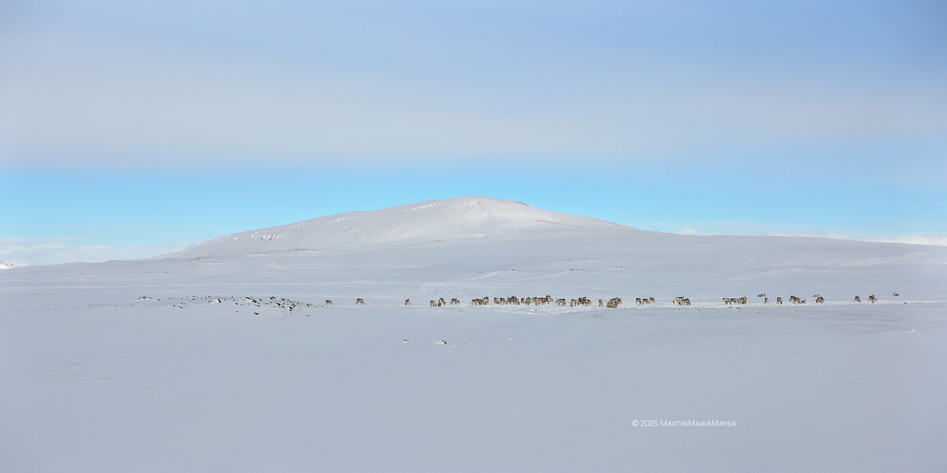Eine kleine, wilde Rentierherde im Hochland in Island sucht im Schnee nach Futter.