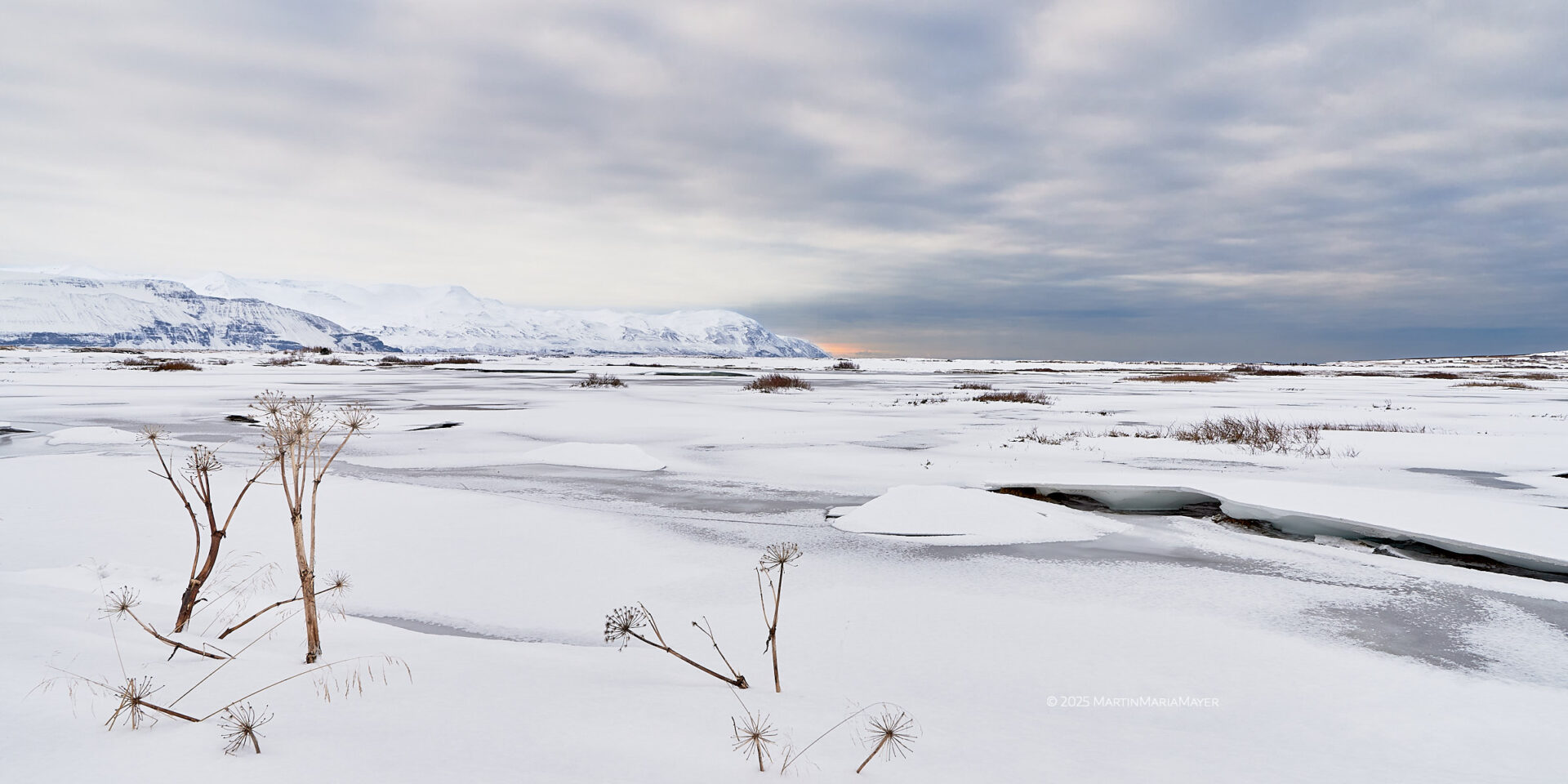 Ein vertrocknetes Arznei-Engelwurz steht in einsamer Schneelandschaft bei Akureyri vor einer Bergkette, die eine Gewitterfront mit Abendrot über dem Meer am Horizont begrüßt.