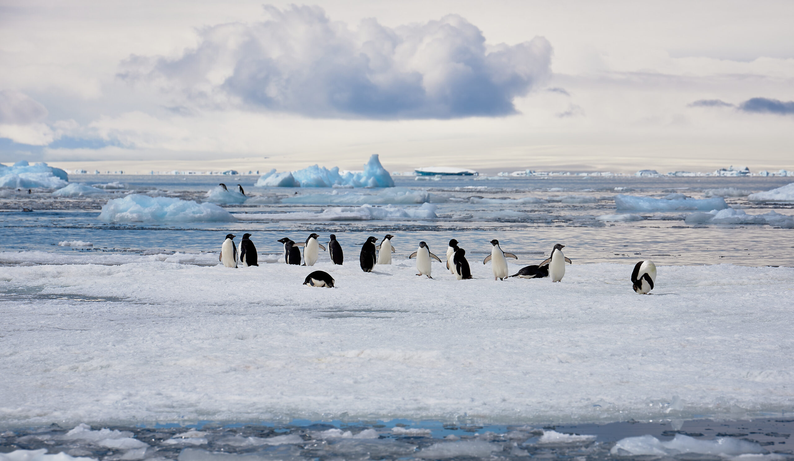 In the early golden light of the morning sun, a flock of Adélie penguins rests on an ice floe, with lots of drift ice and a glacier on the distant horizon in the background.