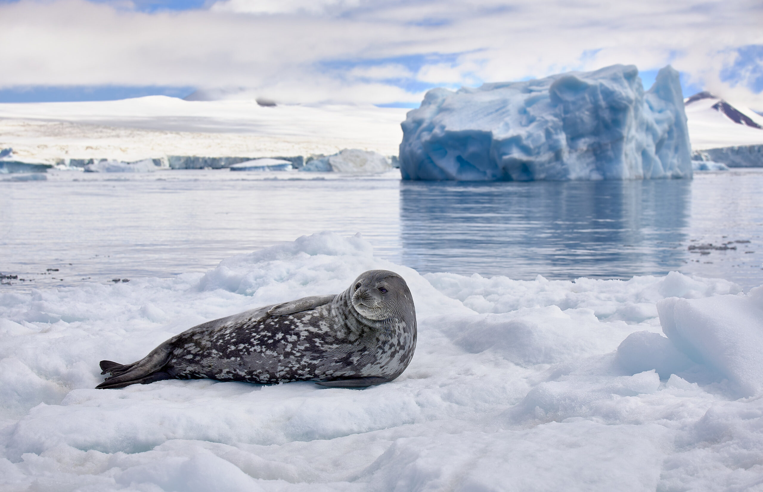 A Weddell seal rests on an ice floe in front of a small iceberg in the bay off Brown Bluff, an extinct table volcano on the Antarctic Peninsula and the highest mountain on the Tabarin Peninsula, on a sunny morning. A glacier can be seen in the background.