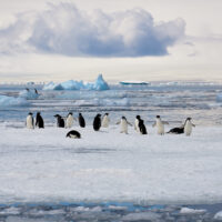 In the early golden light of the morning sun, a flock of Adélie penguins rests on an ice floe, with lots of drift ice and a glacier on the distant horizon in the background.