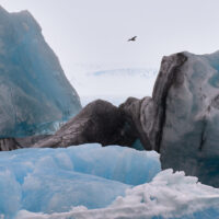 Ein Seevogel fliegt über türkis leuchtendes Gletschereis in der Jökulsárlón Gletscherlagune in Island.