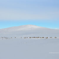 Eine kleine, wilde Rentierherde im Hochland in Island sucht im Schnee nach Futter.