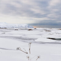Ein vertrocknetes Arznei-Engelwurz steht in einsamer Schneelandschaft bei Akureyri vor einer Bergkette, die eine Gewitterfront mit Abendrot über dem Meer am Horizont begrüßt.