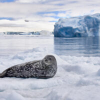 A Weddell seal rests on an ice floe in front of a small iceberg in the bay off Brown Bluff, an extinct table volcano on the Antarctic Peninsula and the highest mountain on the Tabarin Peninsula, on a sunny morning. A glacier can be seen in the background.