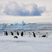 Im frühen goldenen Licht der Morgensonne rastet eine Schaar von Adelie-Pinguinen auf einer Eisscholle, im Hintergrund viel Treibeis und ein Gletscher am fernen Horizont.
